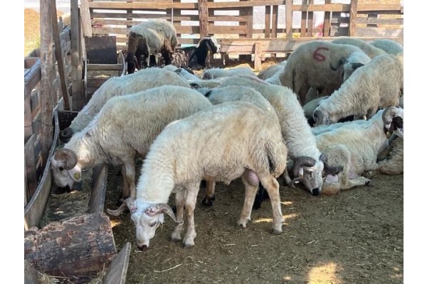 Kurbanlık kesim fiyatları açıklandı