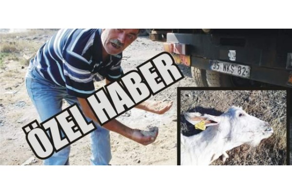 ÇEVRE KİRLİLİĞİ BU KEZ KEÇİLERİ VURDU!