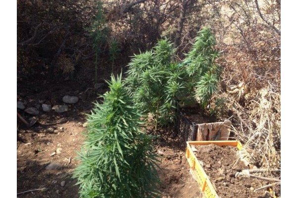 UYUŞTURUCU YETİŞTİRİCİLERİNE BİR DARBE DAHA