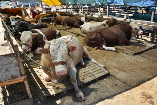 KURBAN KESİM YERLERİ BELİRLENDİ