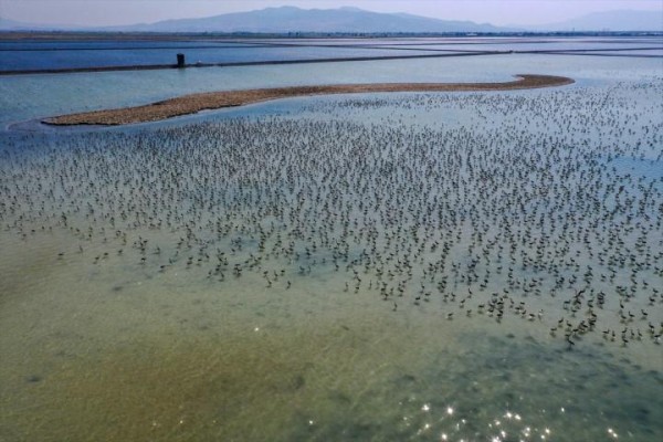 İki aylık flamingolar ‘kreşte’ uçmayı öğreniyor