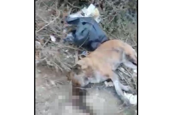 BU VAHŞETİN SORUMLUSU KİM?