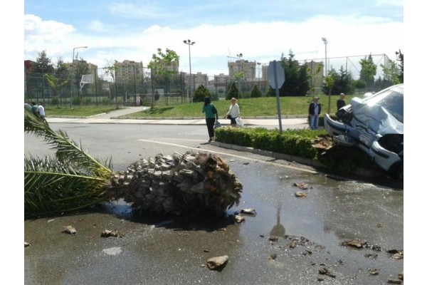 PALMİYEYİ DEVİRDİ!