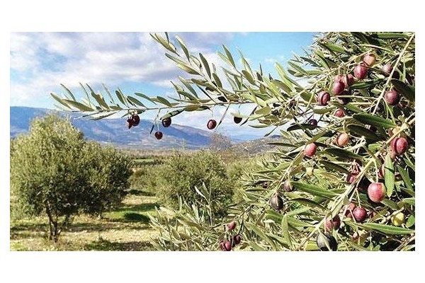 ZEYTİN YASASINDA DEĞİŞİKLİĞE TEPKİLER SÜRÜYOR