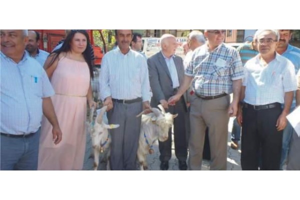 YETİŞTİRİCİLERE TEKE DAĞITIMI YAPILDI