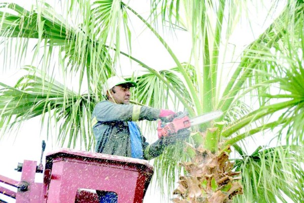 PALMİYELER BUDANIYOR