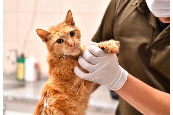 ENKAZDAN ÇIKARILAN KEDİLER TEDAVİ ALTINA ALINDI