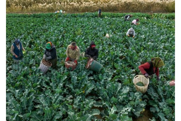 Yağmurlar çiftçinin yüzünü güldürdü