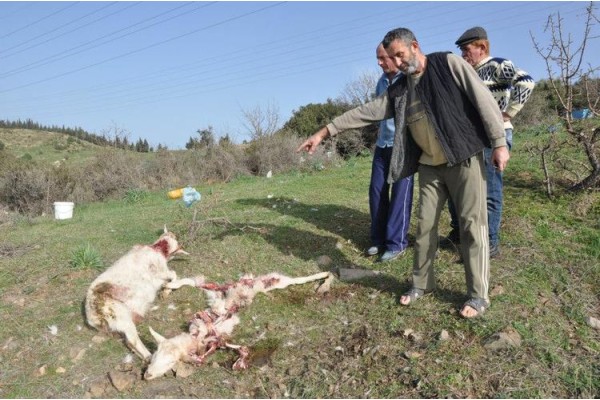 Aliağa 'da köpekler iki keçiyi telef etti
