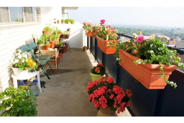 BELEDİYEDEN “BALKONDA BAHAR VAR” PROJESİ