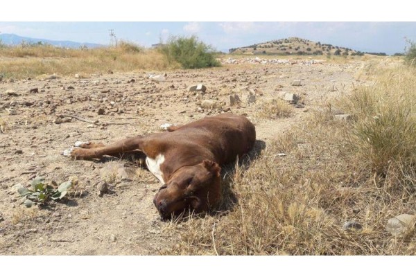 ÖNCE YABAN DOMUZU, ŞİMDİ PİTBULL