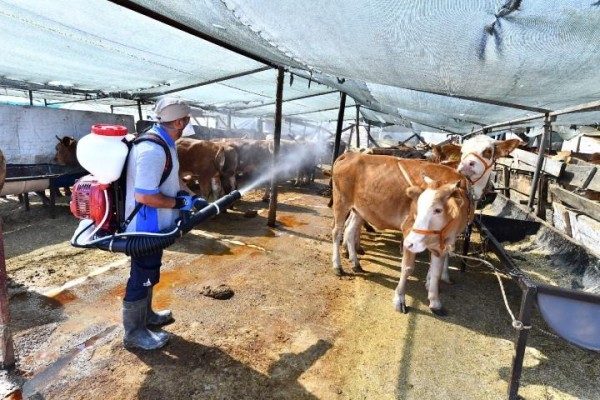 Kurban satış yerleri ilaçlanıyor
