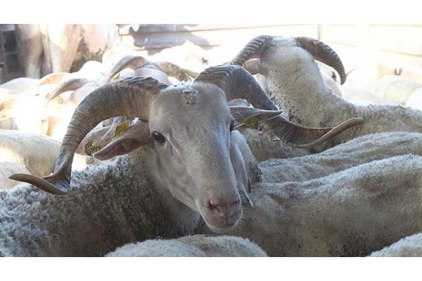 KURBANLIK KESİM FİYATLARI AÇIKLANDI