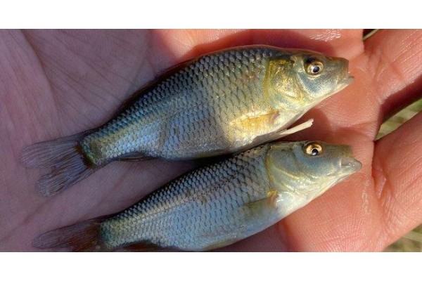 İzmir sularına 5 milyon yavru sazan