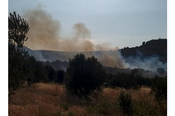 FOÇA’DA ORMANLIK ALAN YANDI