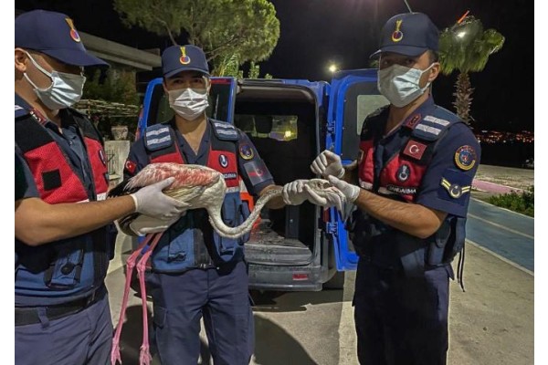 YARALI FLAMİNGOYA JANDARMA SAHİP ÇIKTI