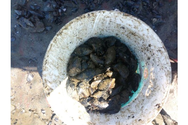 KAÇAK MİDYE AVCILARINA SUÇÜSTÜ