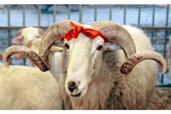 KURBAN KESİM FİYATLARI BELLİ OLDU