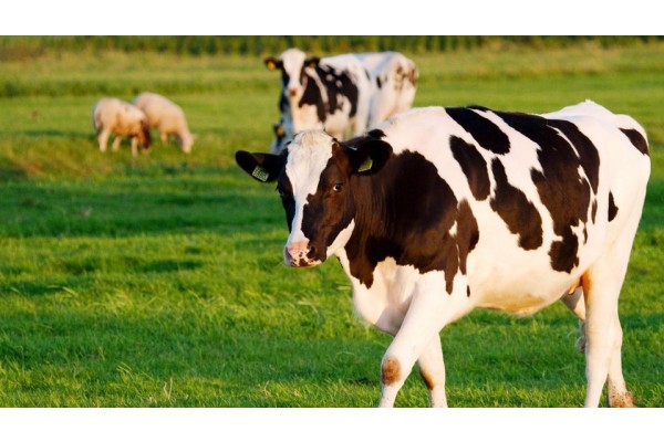 TARIM VE ORMAN İL MÜDÜRLÜĞÜ’NDEN ŞARBON AÇIKLAMASI