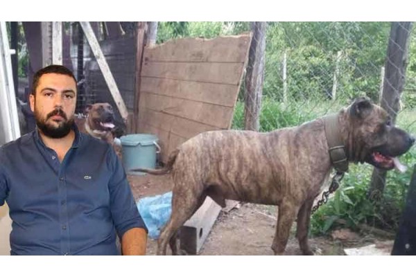 AVUKATI KÖPEKLE KORKUTUP KAÇIRDILAR