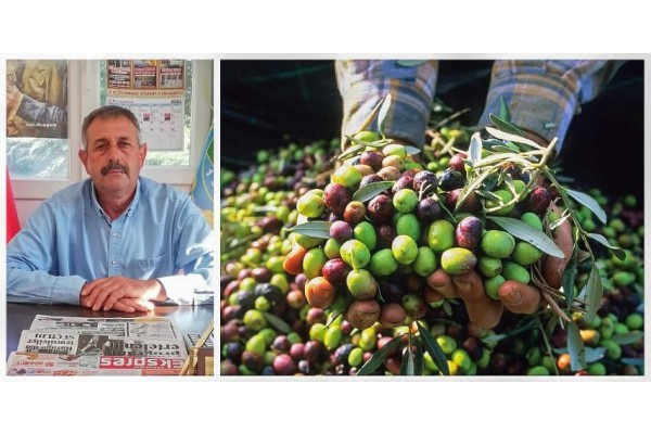MESUT GÜN: “BU SENE ZEYTİNDE REKOLTE DÜŞÜK”