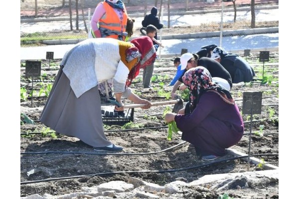 Mahalle Bostanı’nda kış sebzelerinin ekimi başladı