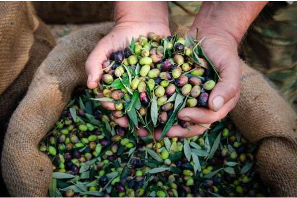 Zeytin Hasat Şenliği’nin üçüncüsü Helvacı’da