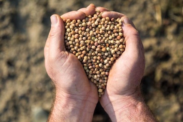Kuraklığa ve susuzluğa dayanıklı yem bitkileri