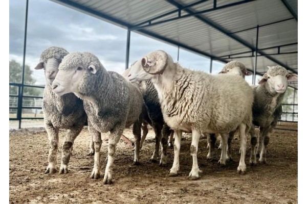 Hibeli koç dağıtımı başlıyor