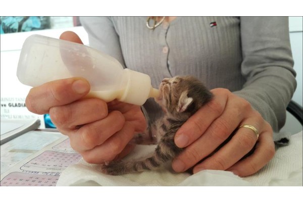 ÖLMEK ÜZEREYKEN BULUNDU, YAŞAMA TUTUNDU