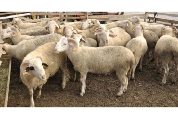 ALİAĞA’DA HAYVAN HIRSIZLIĞI