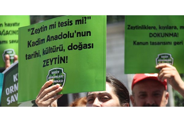 ŞİMDİLİK “ZEYTİN” KAZANDI!