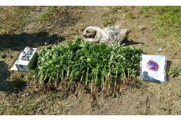 53 KÖK HİNT KENEVİRİ ELE GEÇİRİLDİ