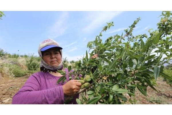 MENEMEN'DE İLK BADEM HEYECANI