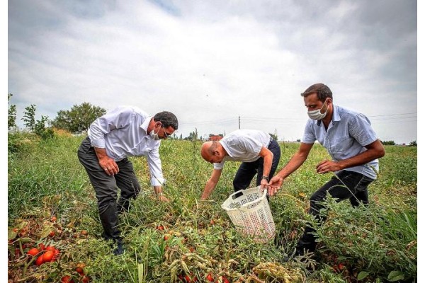 BAŞKAN SOYER, DOMATES HASADI YAPTI