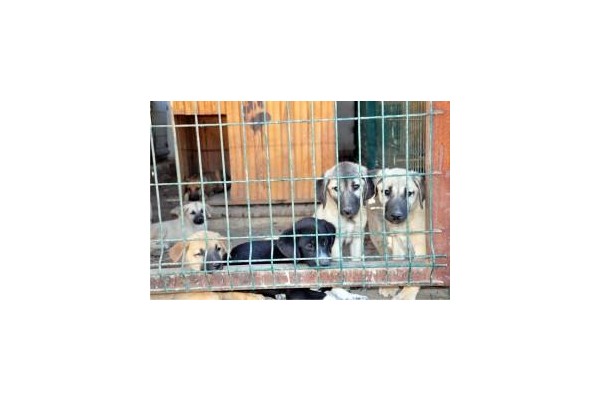 Aliağa Belediyesi, sevimli dostları unutmuyor