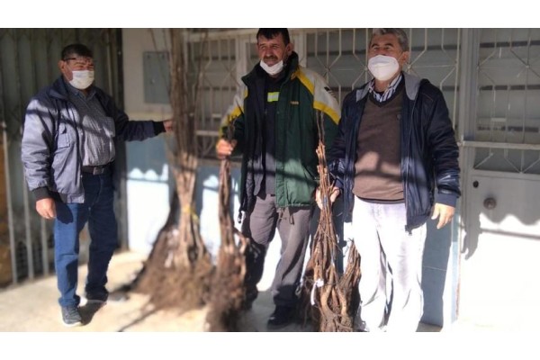 1075 ADET FİDAN DAĞITILDI