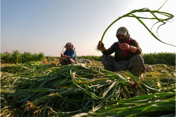 Kışlık sebze tezgâha gecikmeli çıktı