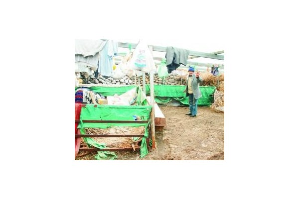 23 koyunu 18 kuzusu çalındı