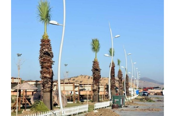 BELEDİYEDEN AĞAPARK’A PALMİYE TAKVİYESİ