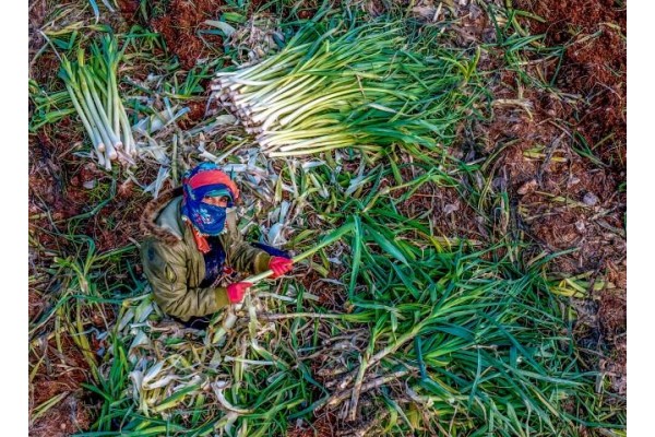 Yağışlar üreticinin yüzünü güldürdü