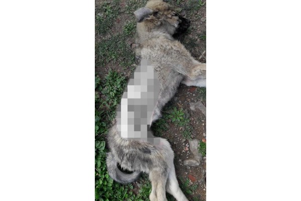 VATANDAŞLAR HAYVAN ÖLÜMLERİNE TEPKİLİ