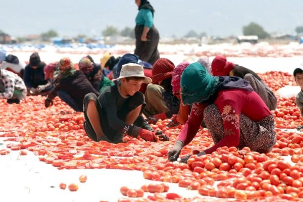 BAKIRÇAY’DA HASAT ZAMANI