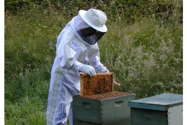 BAL ÜRETİCİLERİNE ARICILIK SEMİNERLERİ