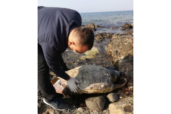 YENİ ŞAKRAN’DA ÖLÜ CARETTA CARETTA BULUNDU