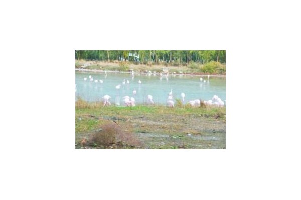 Aliağa, Flamingolarla Renklendi