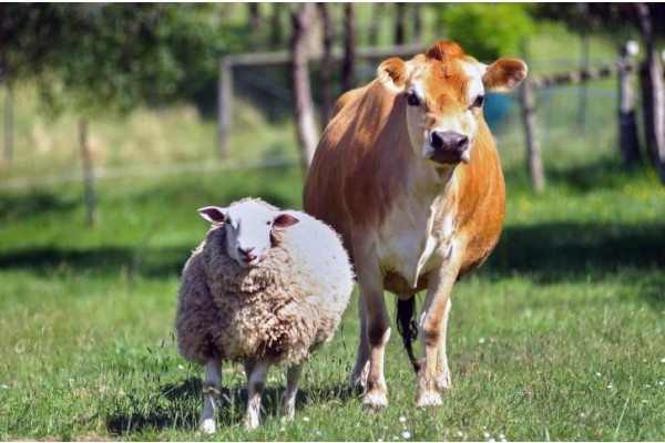 Canlı hayvan sevkiyatı 1,5 aydır yasak