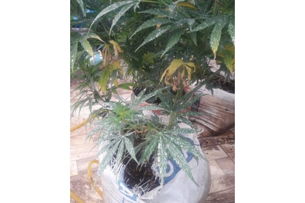 LÜKS VİLLAYA UYUŞTURUCU OPERASYONU