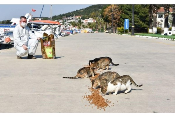 BELEDİYE SOKAK HAYVANLARINI BESLEMEYE DEVAM EDİYOR