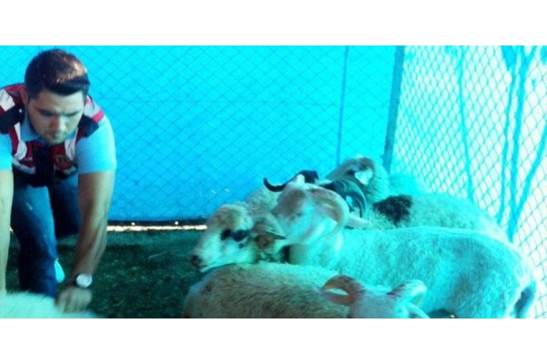 KOYUN HIRSIZLARI ALİAĞA’DA YAKALANDI